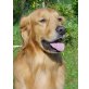 Karlson, Golden Retriever - Rüde