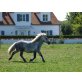 Karlson, Shetland Pony - Wallach