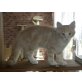 Karlson av Randaberg, Norwegische Waldkatze - Kater