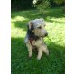 Karlsson, Schnauzer-Terrier - Rüde