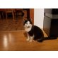 Karly, Hauskatze - Kater