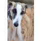 Karma, kastr., freundliche & soziale, Galgo Español - Hündin