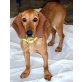 Karmen, Vizla Mix - Hündin