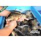 Karpfen