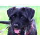 Karsi, Schnauzer-Mix - Rüde