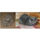 Kartäuser / Chartreux Mädchen , Kartäuser - Katze
