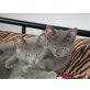 Kartäuser - Hauskatze - Kater