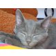 Kartäuser - Hauskatze - Kater