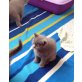 Kartäuser, Kartäuser - Katze