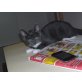 Kartäuser - Kater