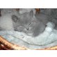 Kartäuser - Kater