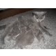 Kartäuser - Katze