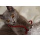Kartäuser - Katze