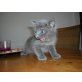 Kartäuser /Mekong Bobtail - Kater