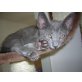 Kartäuser/Oriental Kitten - Kater