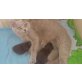 Kartäuser-Perser-Somali - Kater