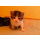 Kartäuser und Hauskatze - Kater