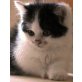 Kartäusermischling schwarz/weiß - Kater