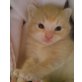 Kartäusermischlinge - Kater