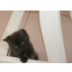 Kartäusermix  - Katze