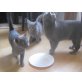Karthäuser Siam - Kater