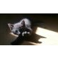 Karthäuser Siam - Katze