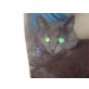 Karthäuser Waldkatze - Katze