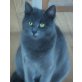 Kartheuser und schwarze Hauskatze - Katze