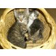 Karthhäuser-Waldkatze - Katze