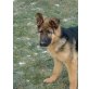 Karu, Deutscher Schäferhund - Rüde