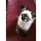 Karuso, Perser - Kater