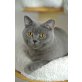 Kashmir Blue, Britisch Kurzhaarkatze - Kater