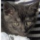 Kasimir, Ataxie - Kater