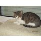 Kasimir, Hauskatze - Kater