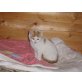 Kasimir, Hauskatzen - Kater
