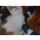 Kasimir, Hauskatzen - Kater