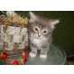 Kasimir,            Maine-Coon-Bengalmix (halblanghaar - Kater