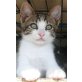 Kasimir, Mischling- Hauskatze - Kater