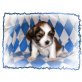 Kasimir, Shih-Tzu Yorkshire-Welpen - Rüde