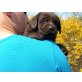 Kasja , Labrador Retriever Welpen - Hündin
