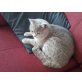 Kaspar, Britisch Kurzhaarkatze - Kater