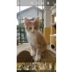 Kasper , Maine Coon - Kater
