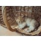 Kasper u. Klaus, Persermix - Kater