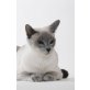Kassandra, Thai - Katze