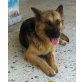 Kassia, Schäferhund - Hündin