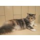 Kastratin 2 Jahre, Maine Coon - Katze