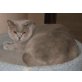 Kastrierte lilac BKH Mädchen, Britisch Kurzhaarkatze - Katze