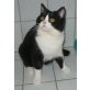Kastrierter BKH Kater sucht Kinnkrauler , Britisch Kurzhaarkatze - Kater