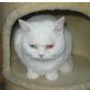 Kastrierter BKH Kater sucht Kinnkrauler, Britisch Kurzhaarkatze - Kater