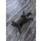 Kastrierter BKH Kater sucht neues Zuhause, Britisch Kurzhaarkatze - Kater
